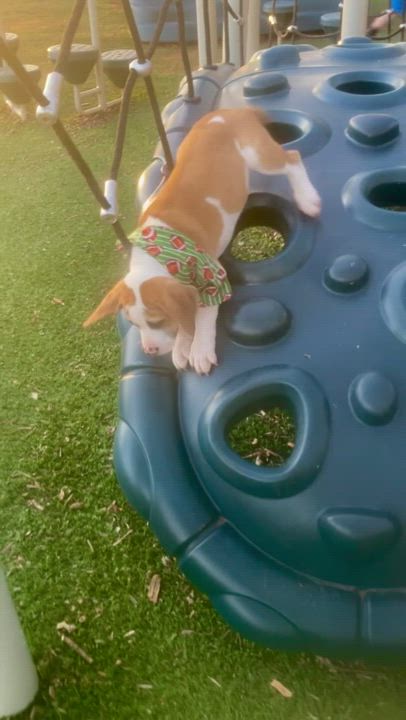 Enlarge Grant, a Adopted mixed breed in Buffalo, NY video 6/6