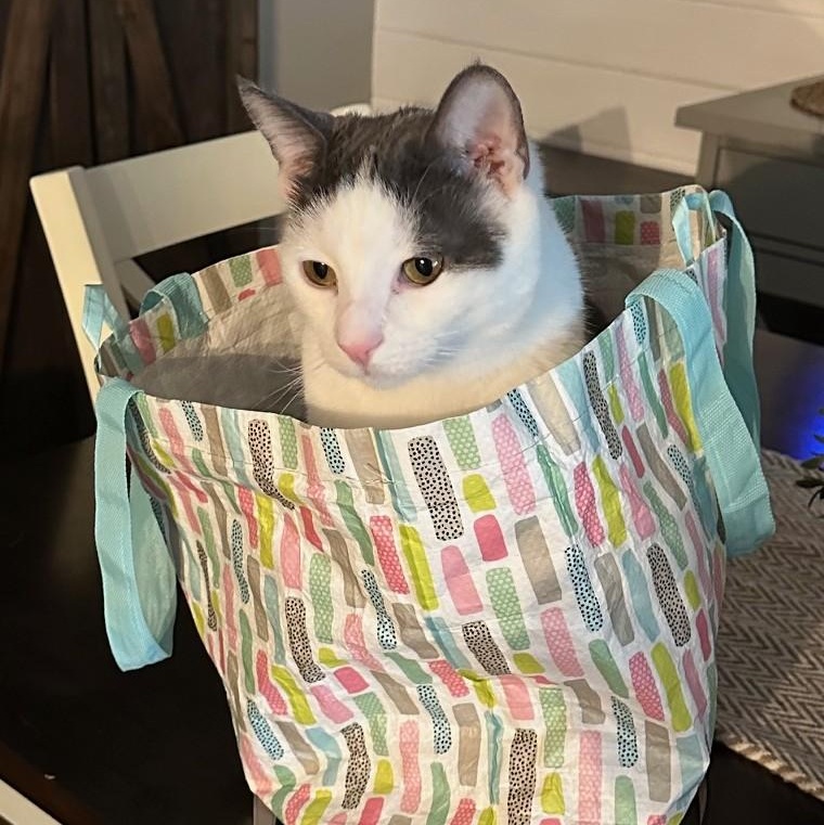 Kio (bonded with Scarlett), Adopted, Young Male American Shorthair.