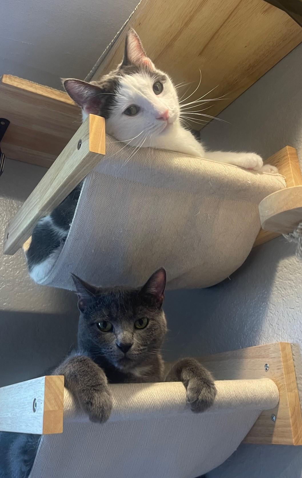 Kio (bonded with Scarlett)