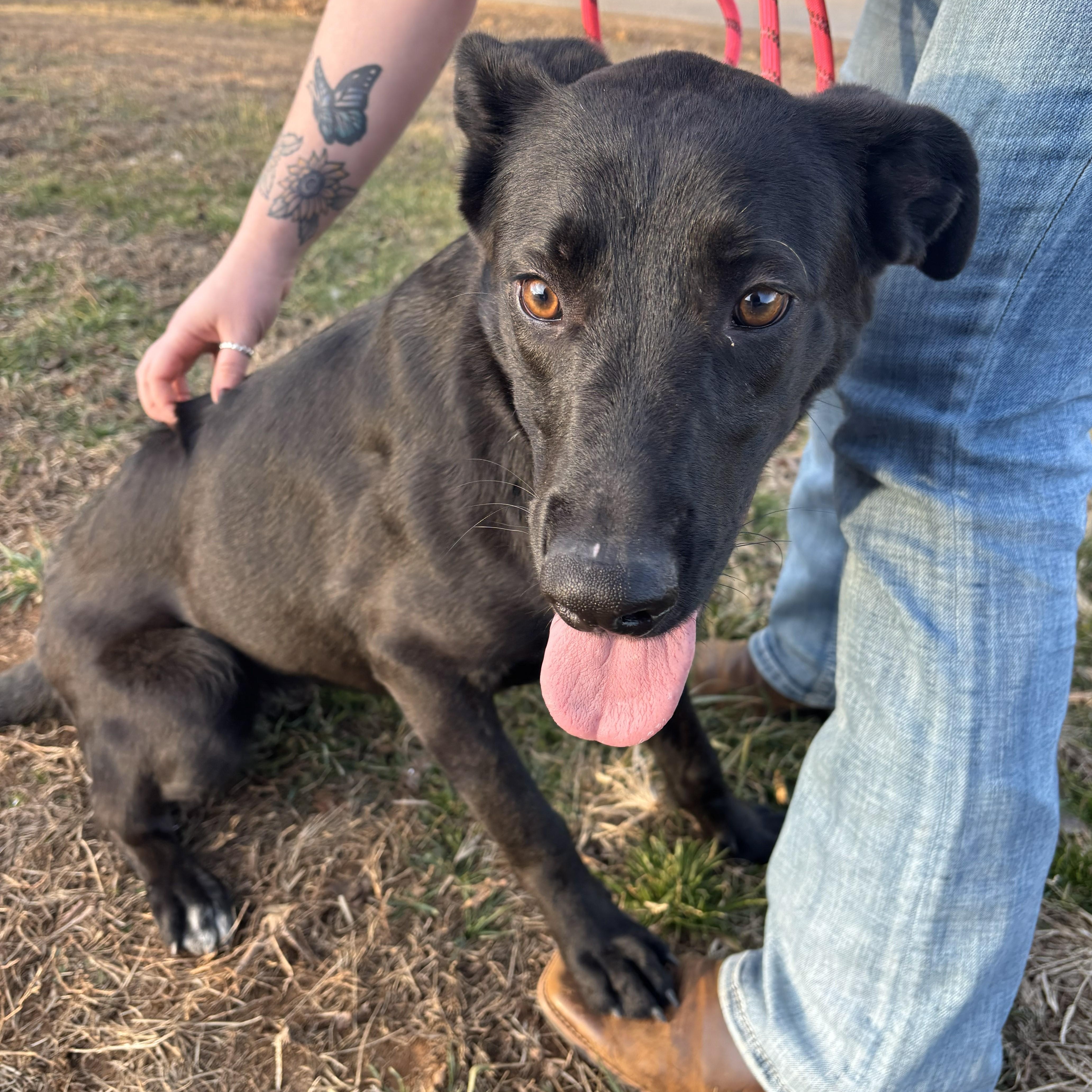Trixie, a ADOPTABLE mixed breed in Franklin, NC image 5/5