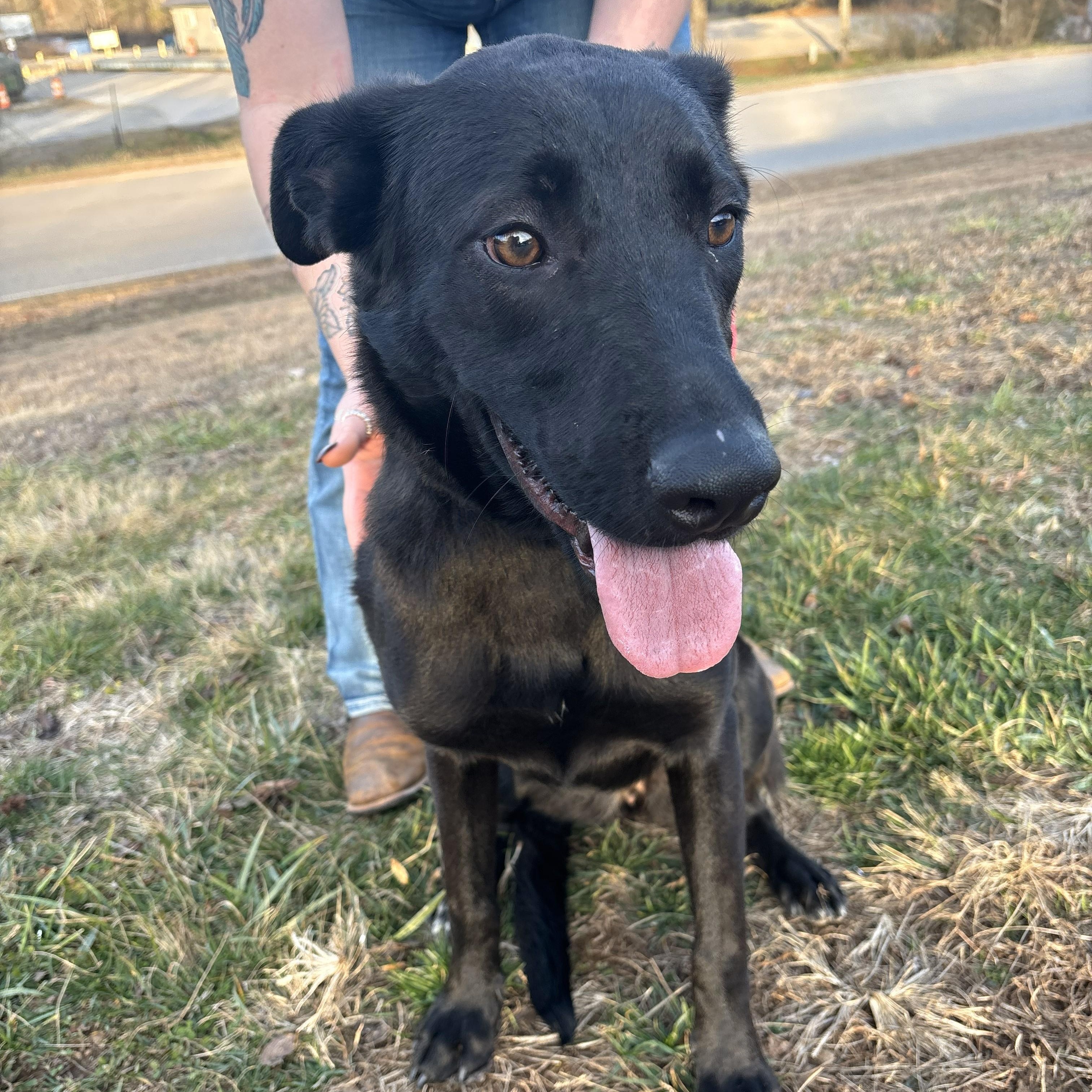 Trixie, a ADOPTABLE mixed breed in Franklin, NC image 3/5