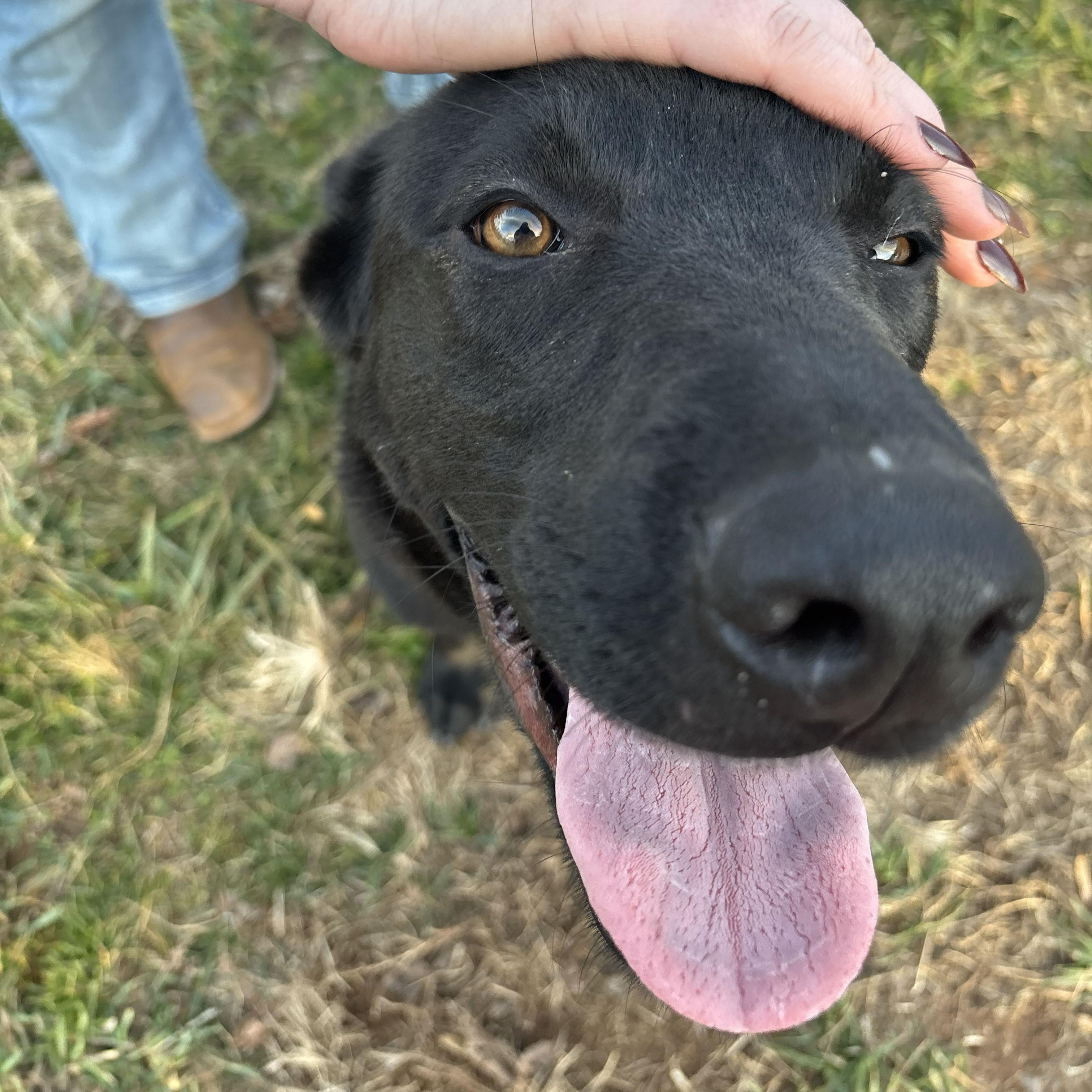 Trixie, a ADOPTABLE mixed breed in Franklin, NC image 2/5