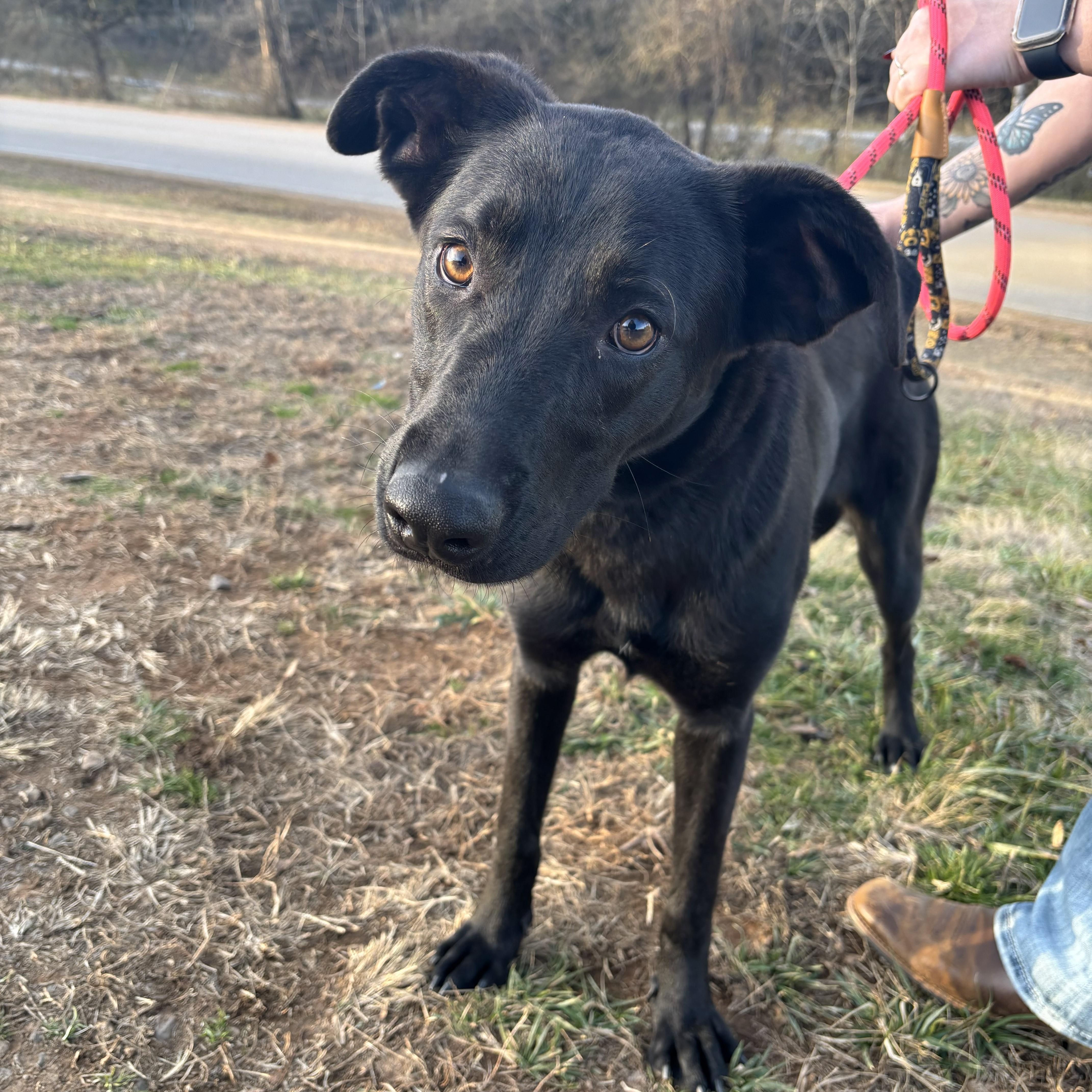 Trixie, ADOPTABLE, Adult Female Belgian Shepherd / Malinois.