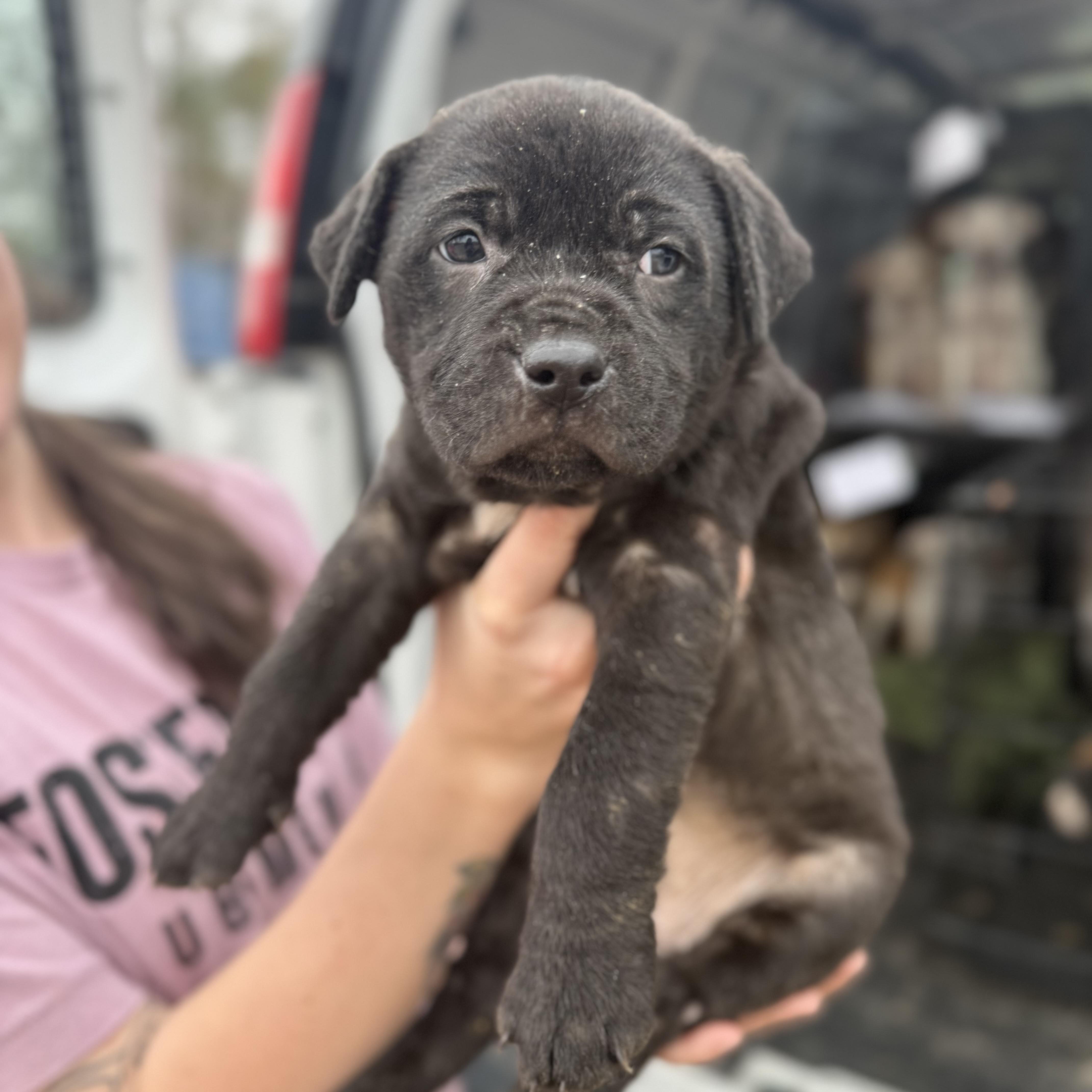 Division — thumbnail 3