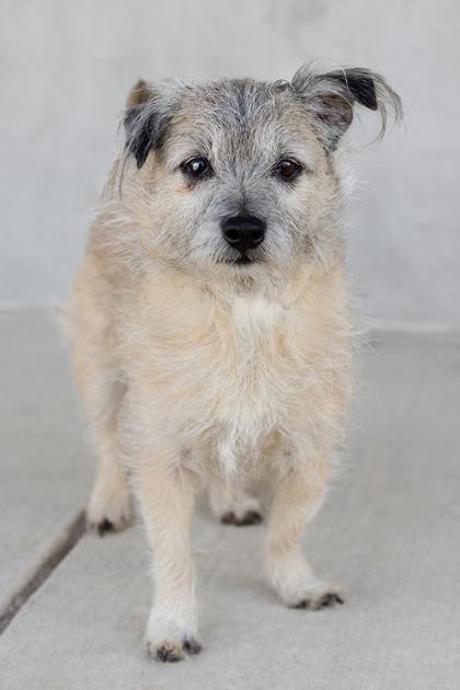 Kenai, Adoptable, Senior Male Mixed Breed & Mixed Breed.