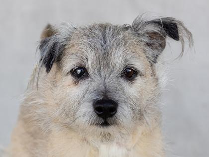 Enlarge Kenai, a Adoptable mixed breed in Longmont, CO image 2/2