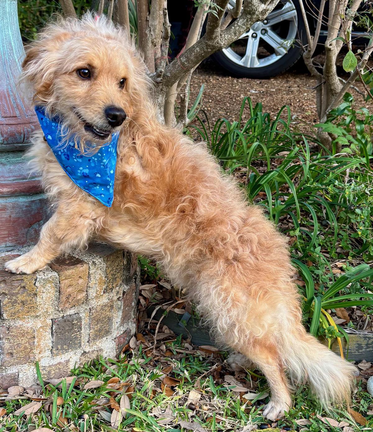 Enlarge Bubbly BENJI - Perfect Fluffy Super Mix!, a Adoptable mixed breed in Boston, MA image 4/6