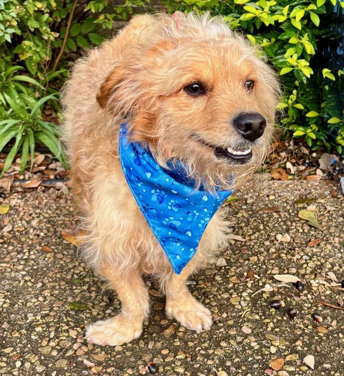 Enlarge Bubbly BENJI - Perfect Fluffy Super Mix!, a Adoptable mixed breed in Boston, MA image 5/6