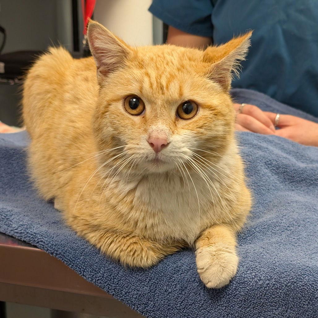 Enlarge Dannon, a Adoptable Domestic Short Hair in New Castle, DE image 1/1