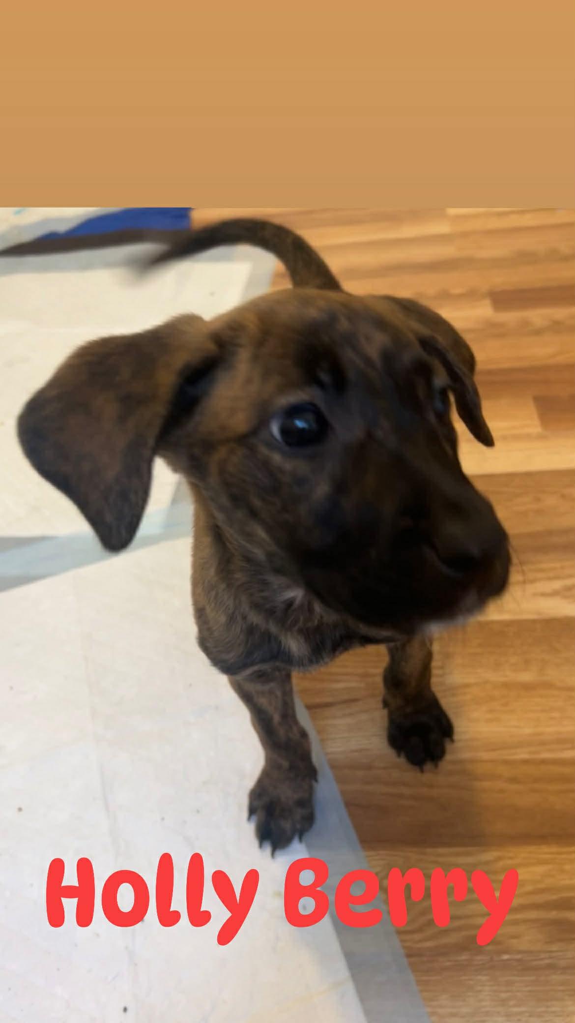 Holly Berry, adopted, Puppy Female Dutch Shepherd & Pit Bull Terrier.