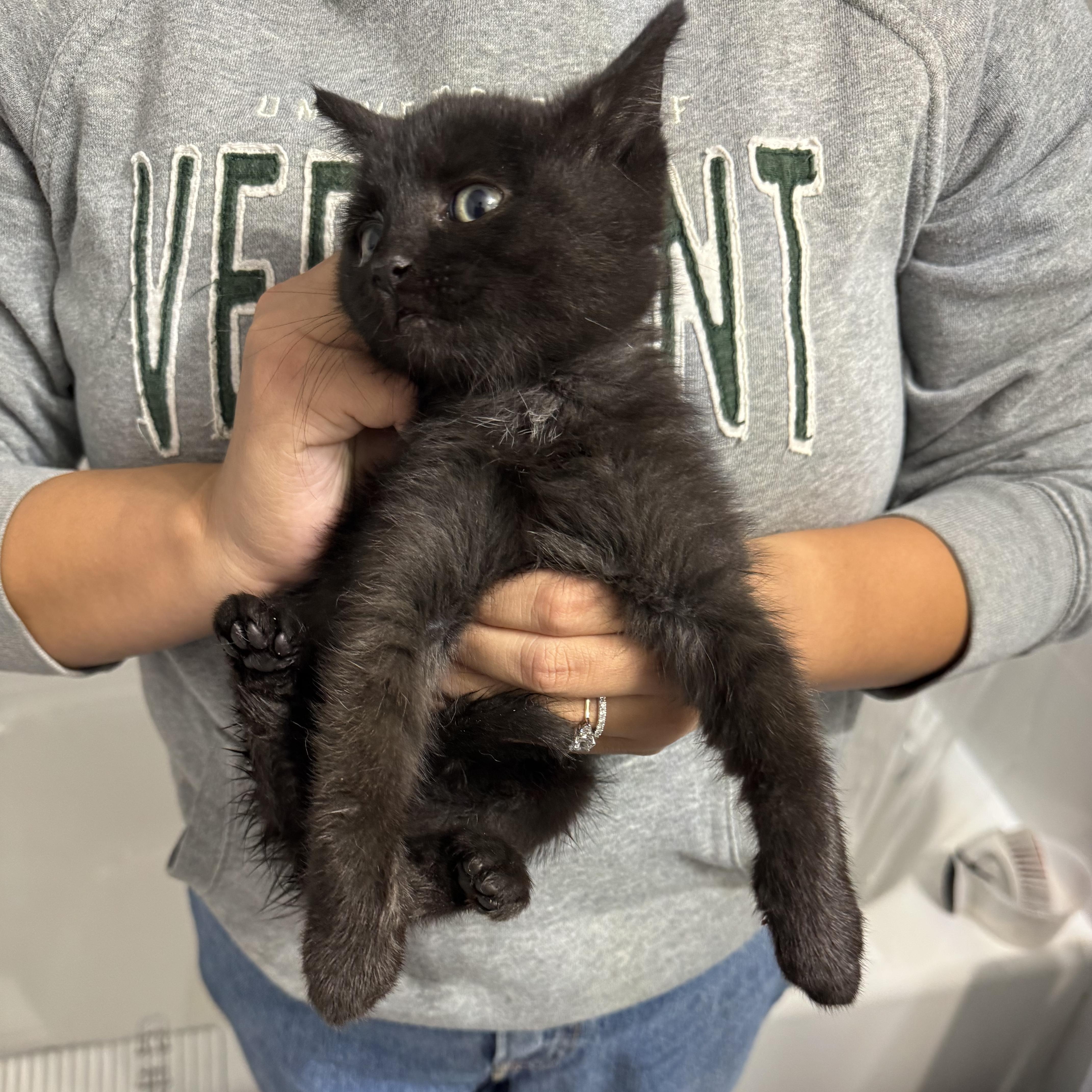 Enlarge Puddle, an adopted Domestic Short Hair in Long Island City, NY image 1/3