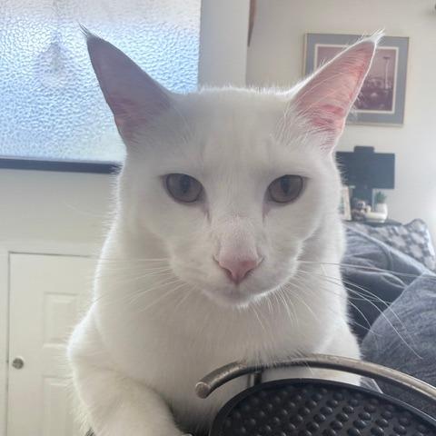 Enlarge Soapstone, a Adoptable Domestic Short Hair in Redmond, WA image 1/1