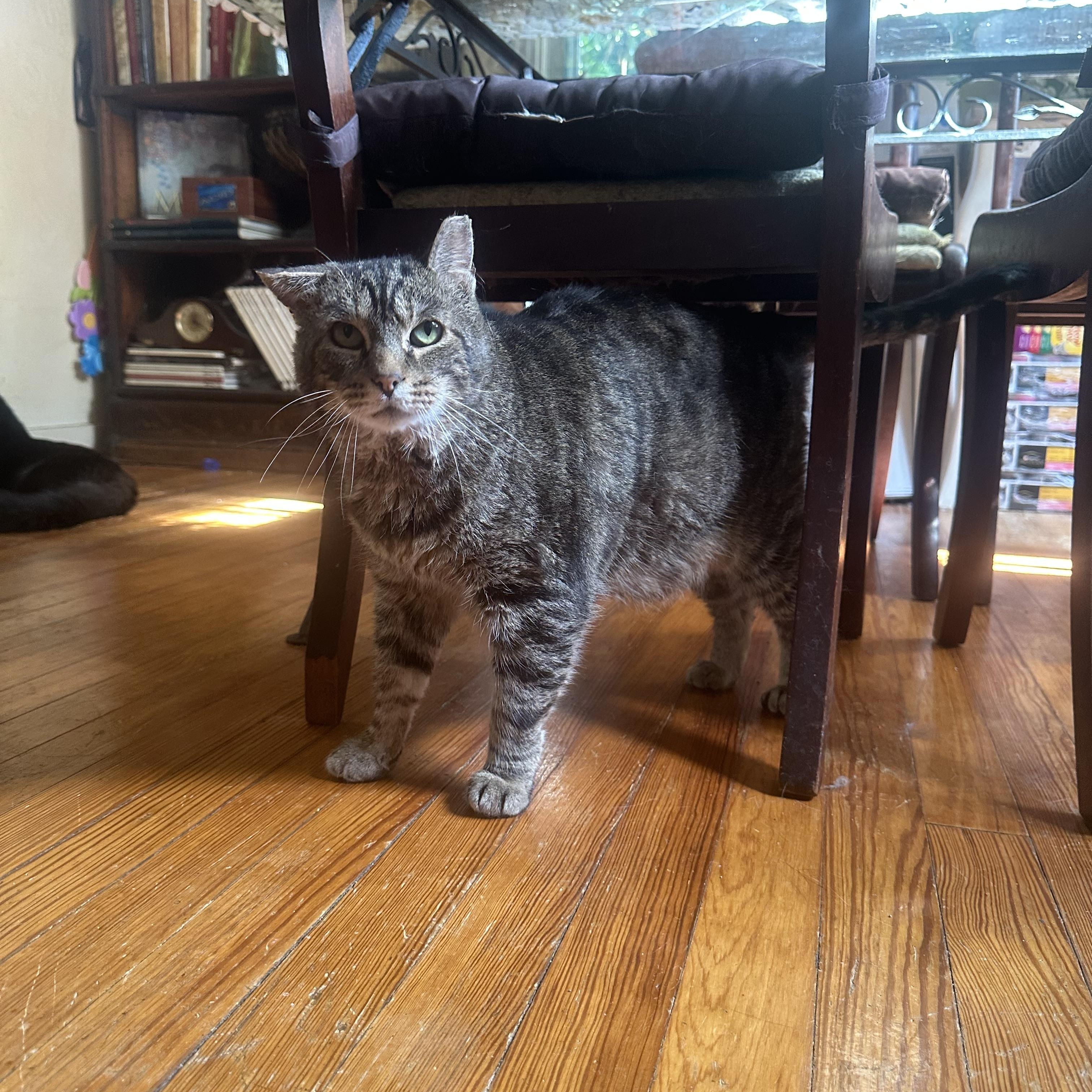 Elliott