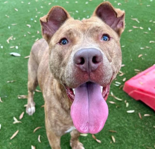 Enlarge BUCKINGHAM, a Adoptable Mixed Breed in Nashville, TN image 1/1