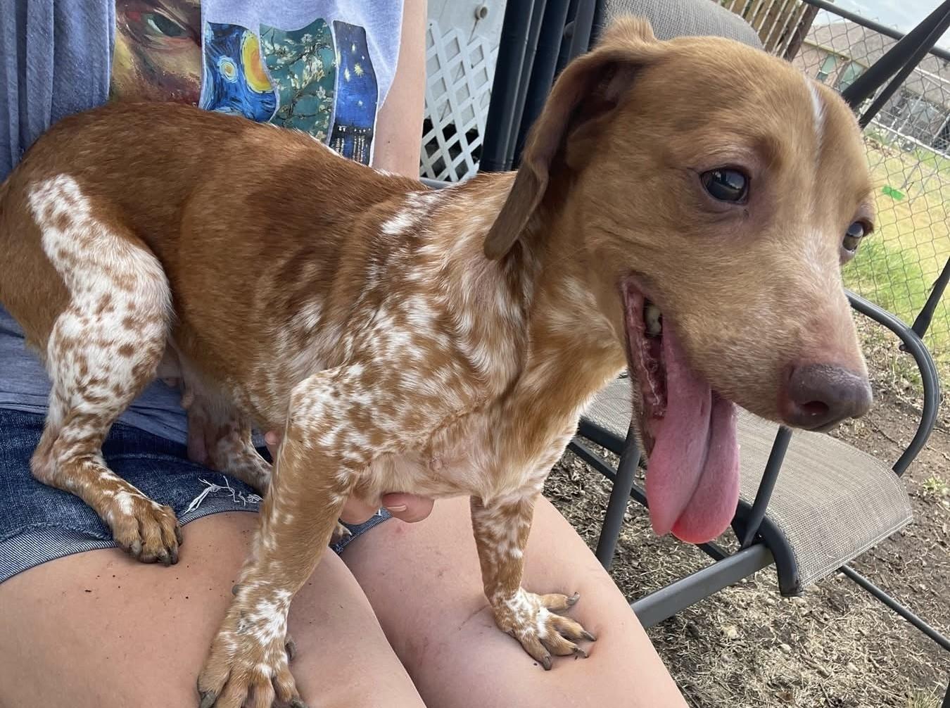 LOLA, a Adoptable Dachshund in fort worth, TX image 1/4