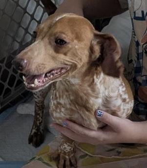 LOLA, a Adoptable Dachshund in fort worth, TX image 2/4