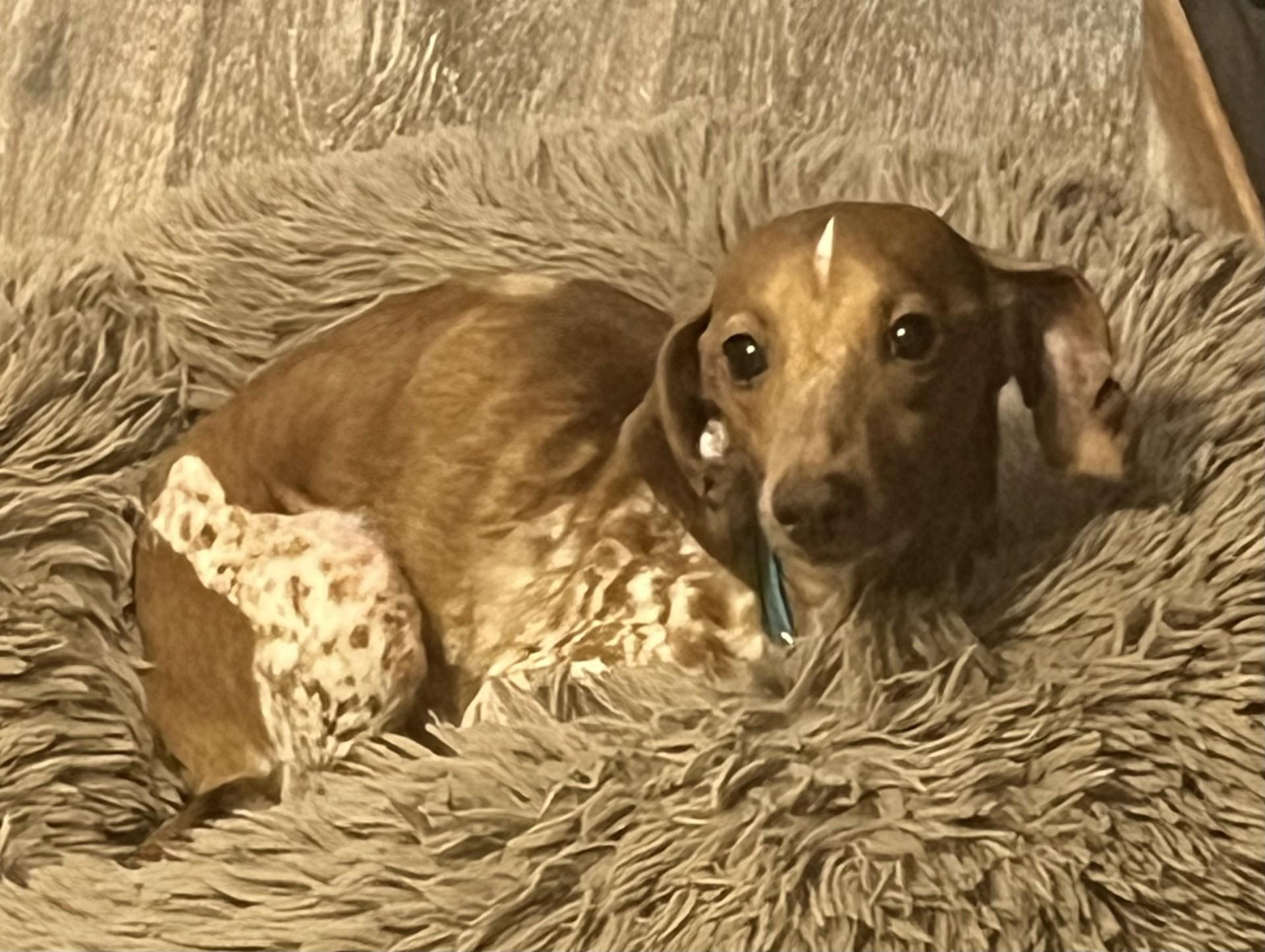LOLA, a Adoptable Dachshund in fort worth, TX image 3/4