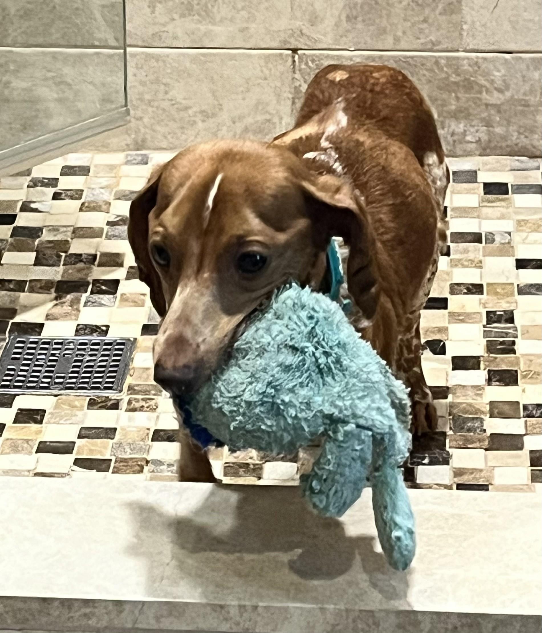 LOLA, a Adoptable Dachshund in fort worth, TX image 4/4