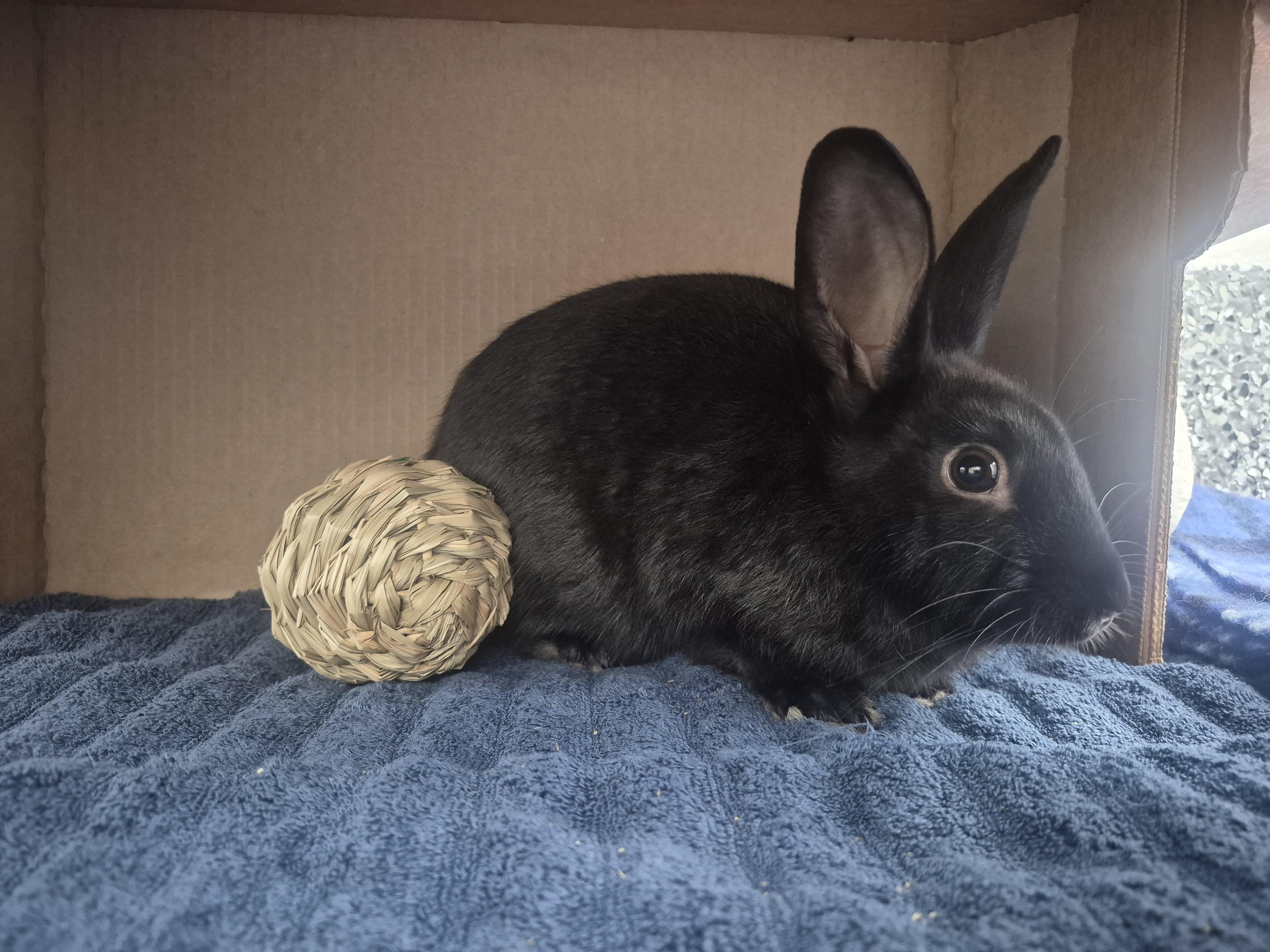 Constable Carrots, Adoptable, Young Male Dutch.