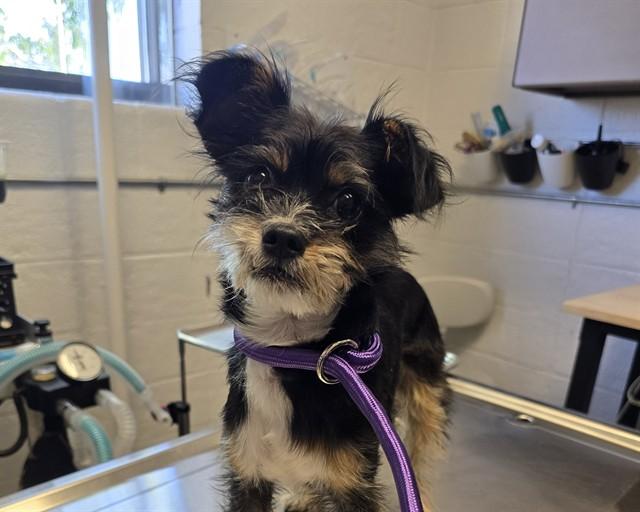Enlarge PANCHO, a Adoptable Terrier in Olathe, KS image 1/1