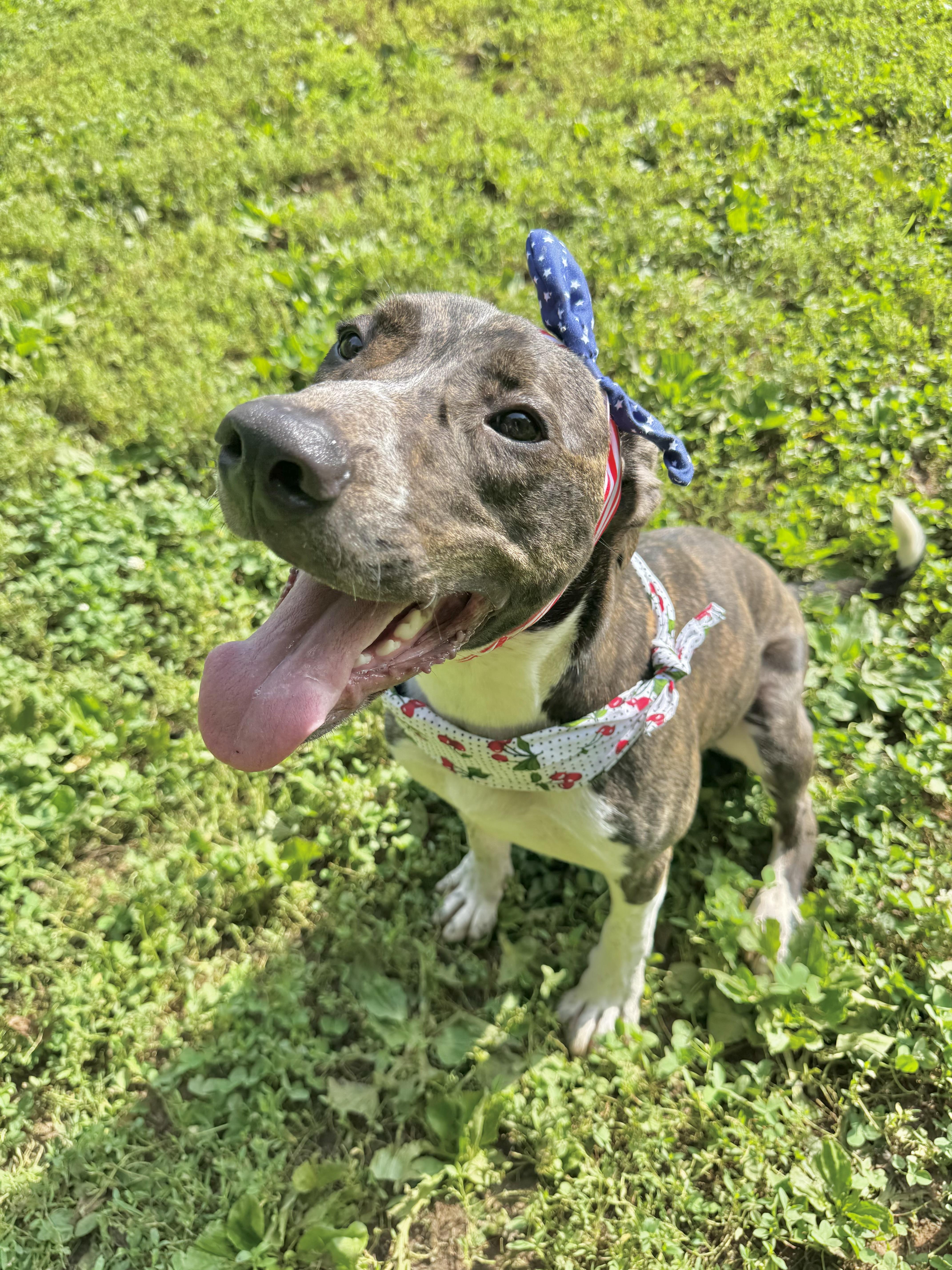 Nova, a ADOPTABLE mixed breed in Loudon, TN image 3/3