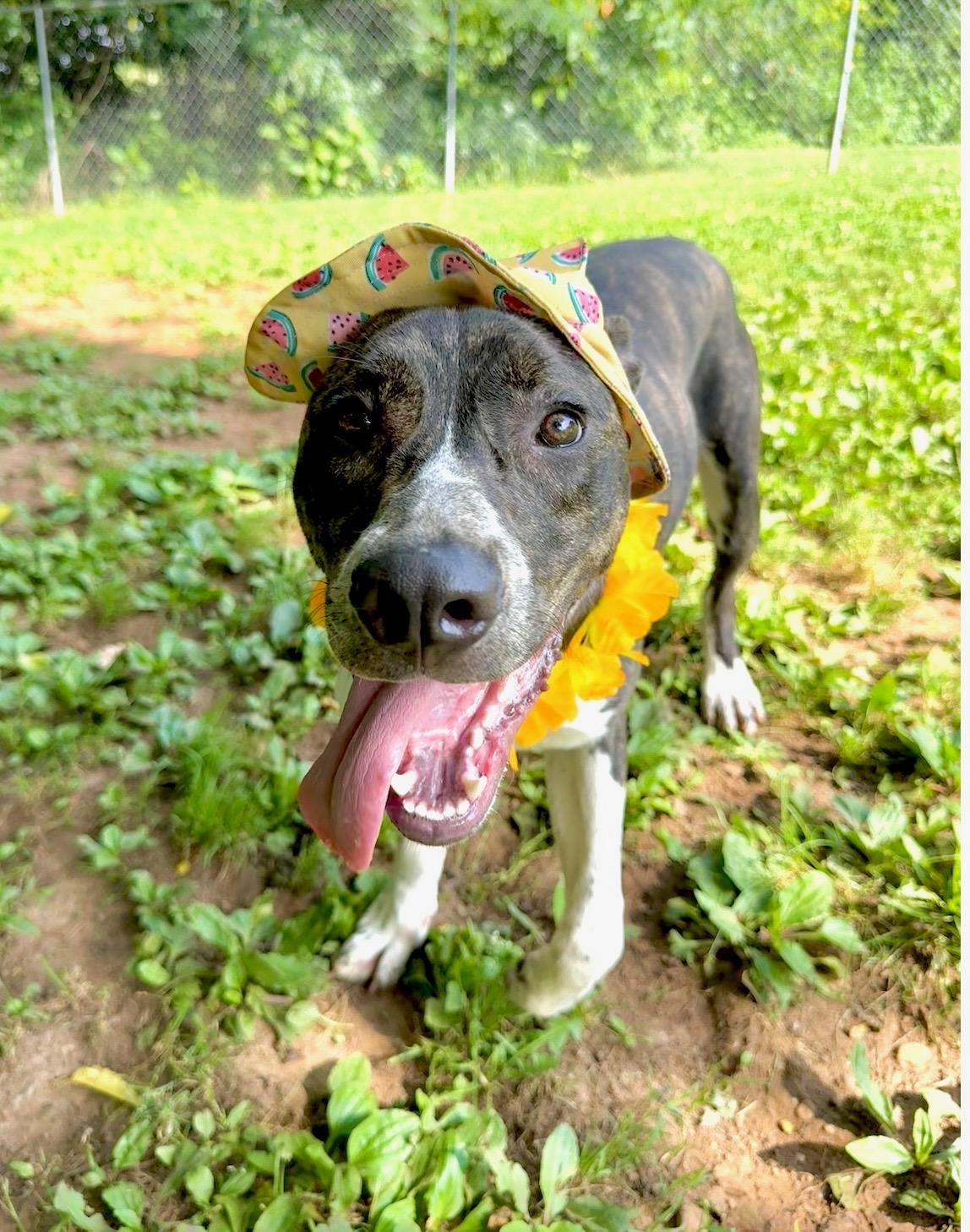 Nova, a ADOPTABLE mixed breed in Loudon, TN image 2/3