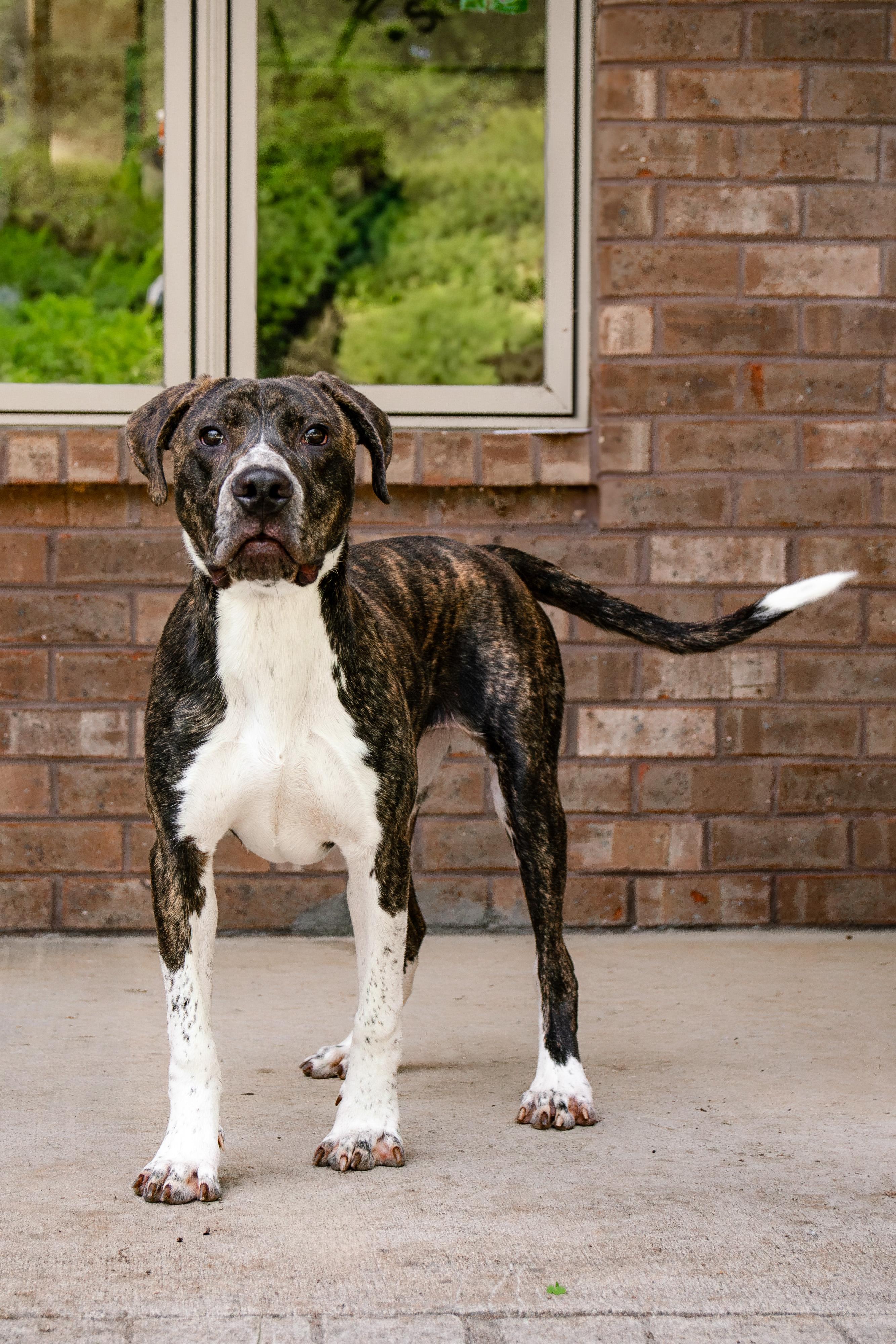 Nova, ADOPTABLE, Adult Female Great Dane.