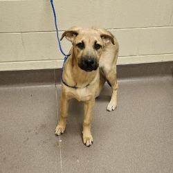 Enlarge Nuggett, a Adoptable mixed breed in Norman, OK image 1/6