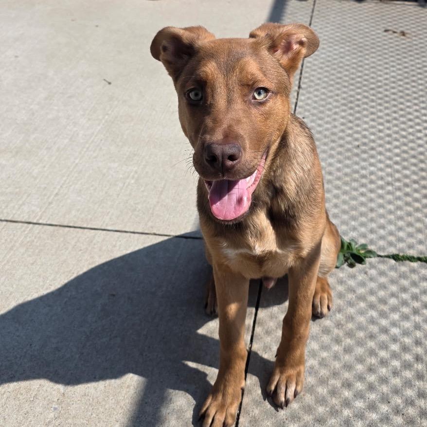 Enlarge Nuggett, a Adoptable mixed breed in Norman, OK image 3/6