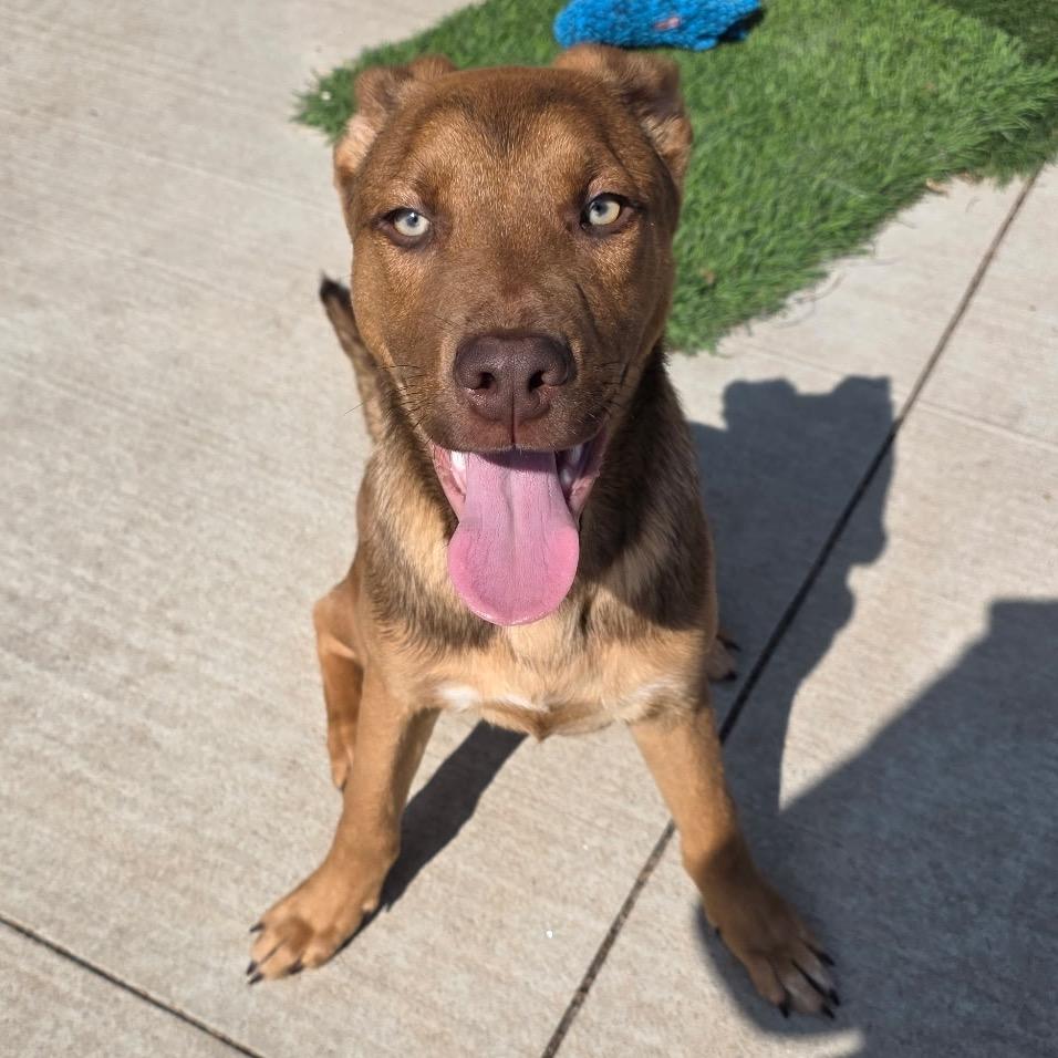 Enlarge Nuggett, a Adoptable mixed breed in Norman, OK image 4/6