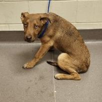 Enlarge Nuggett, a Adoptable mixed breed in Norman, OK image 6/6