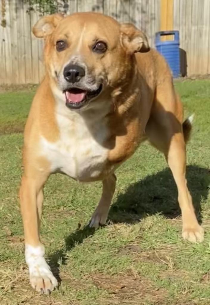 Enlarge MAVERICK, a Adoptable mixed breed in Little Rock, AR image 2/5