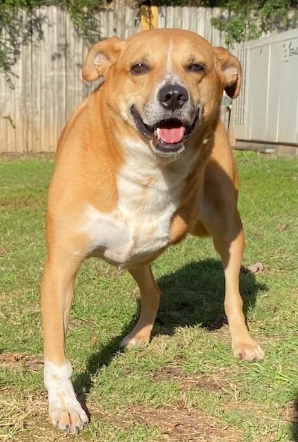 MAVERICK, a Adoptable mixed breed in Little Rock, AR image 2/5