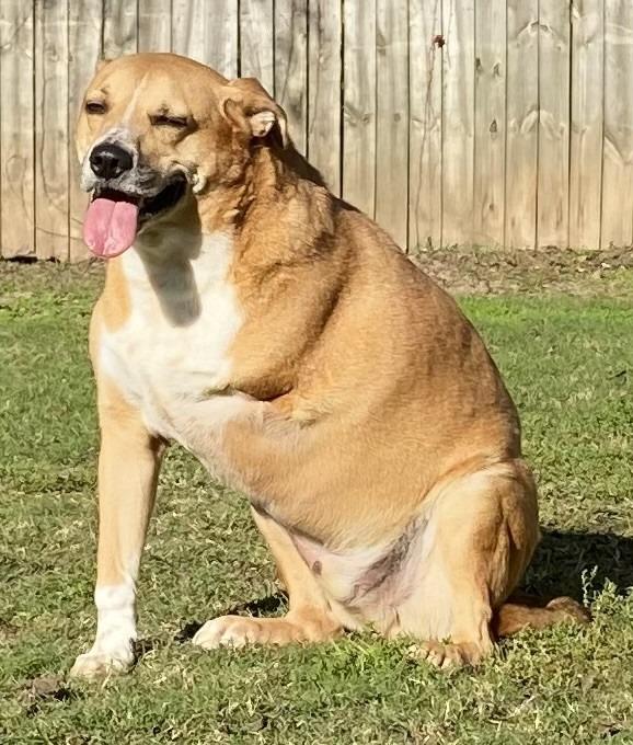 MAVERICK, a Adoptable mixed breed in Little Rock, AR image 4/5