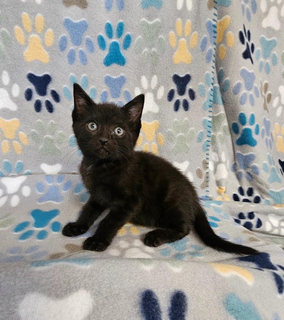 Enlarge Brandon, a Adoptable mixed breed in Wabash, IN image 1/1