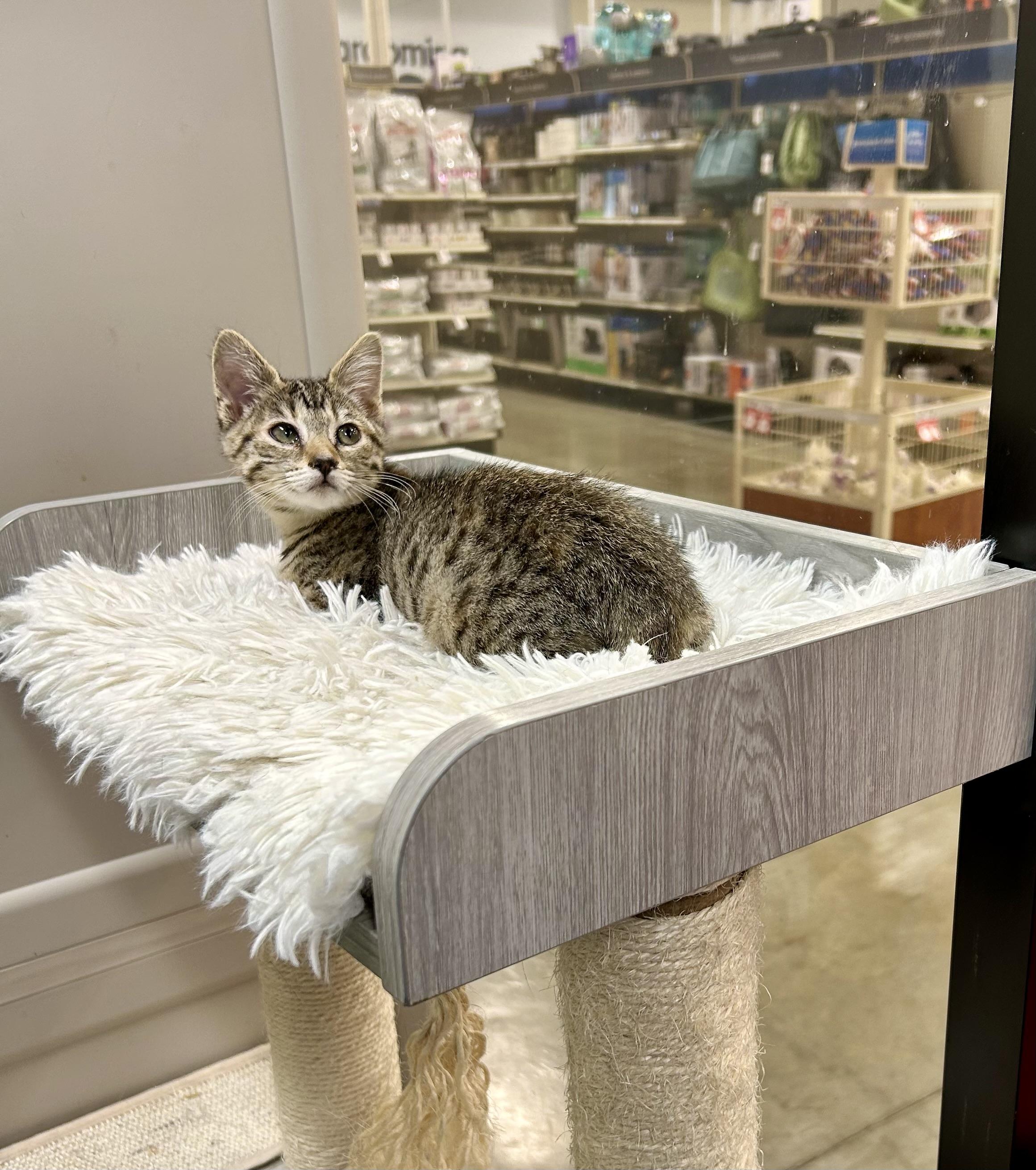 Willow, a Adoptable mixed breed in Tustin, CA image 1/5