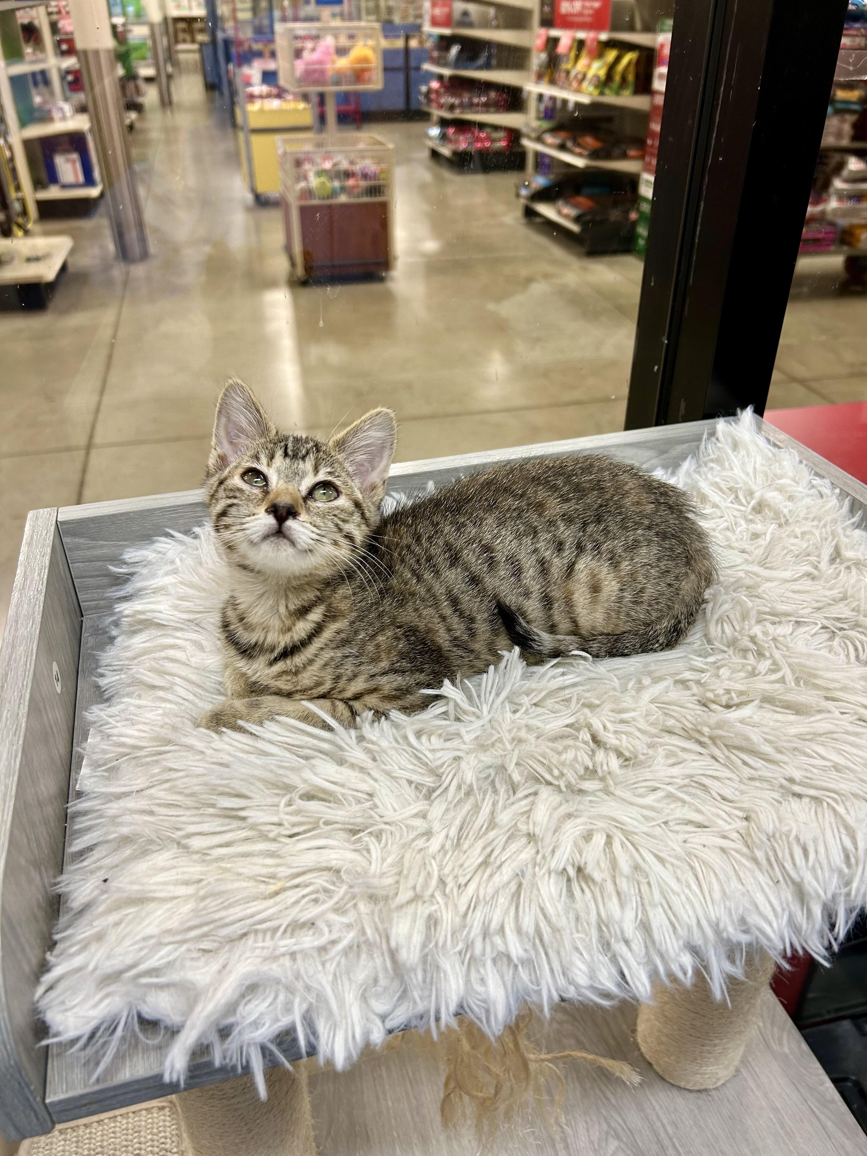 Willow, a Adoptable mixed breed in Tustin, CA image 2/5