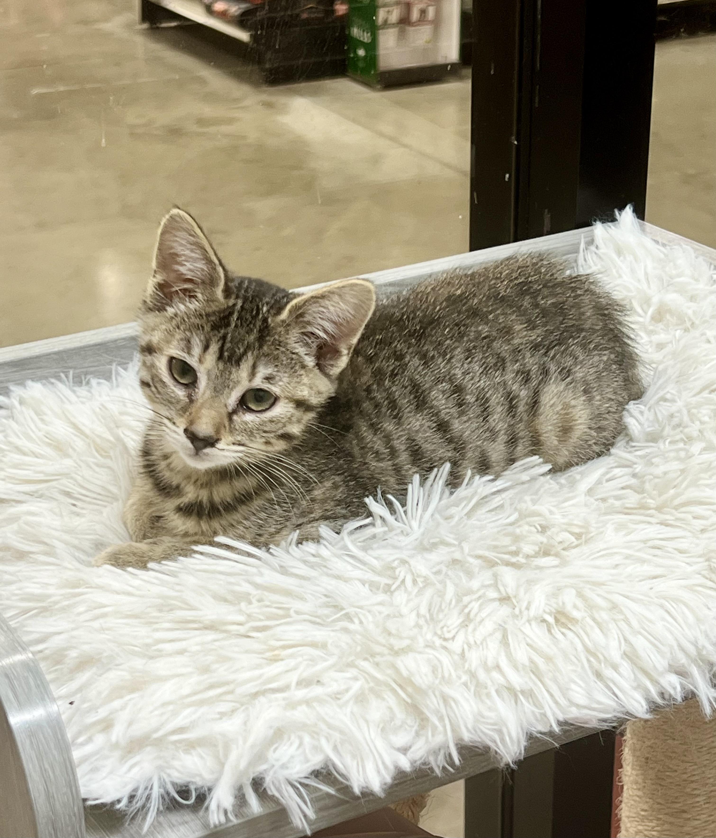 Willow, a Adoptable mixed breed in Tustin, CA image 3/5