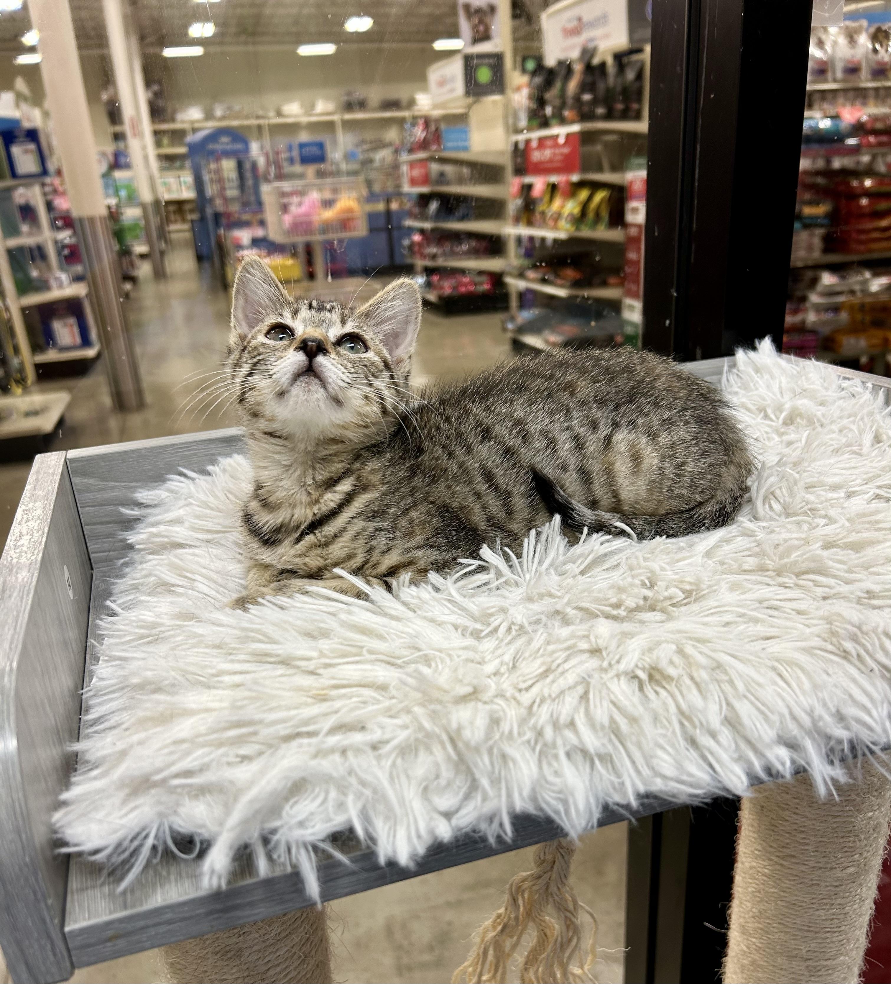 Willow, a Adoptable mixed breed in Tustin, CA image 4/5