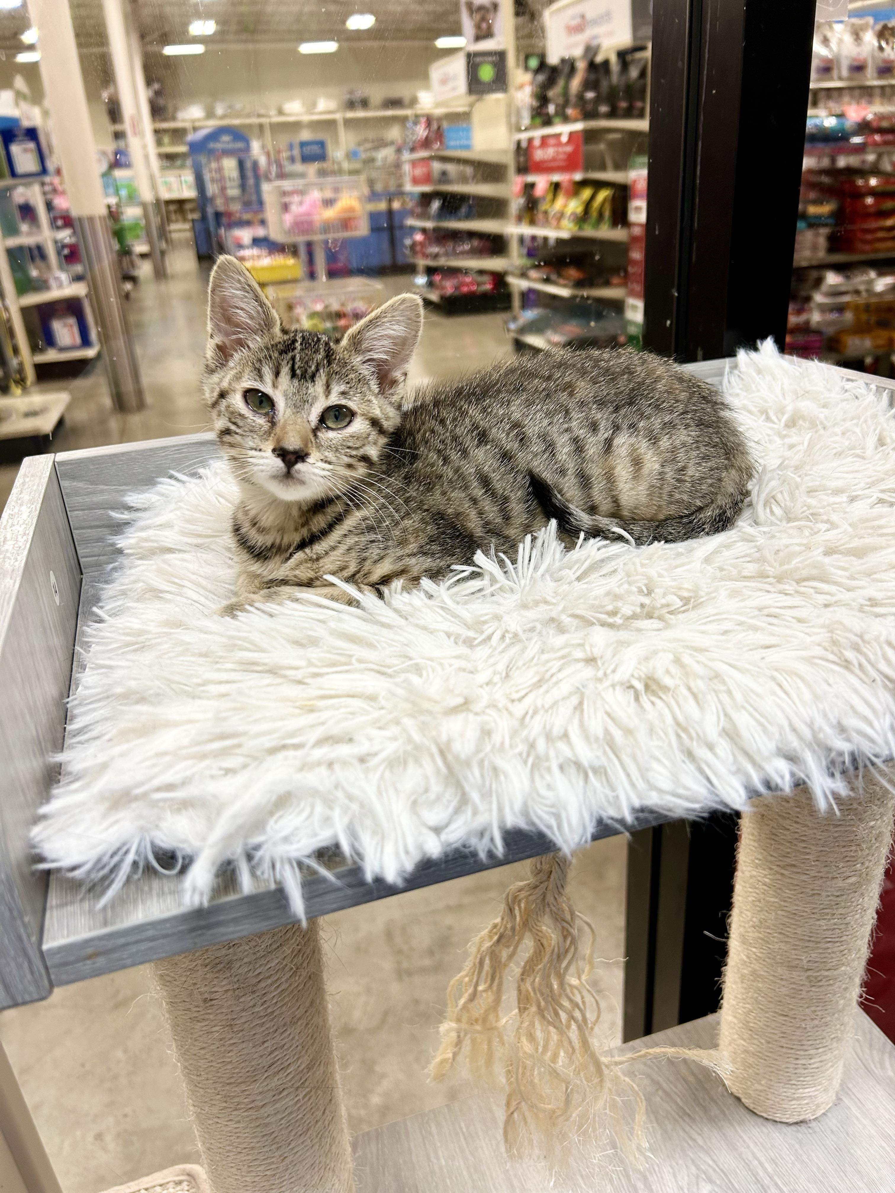 Willow, a Adoptable mixed breed in Tustin, CA image 5/5