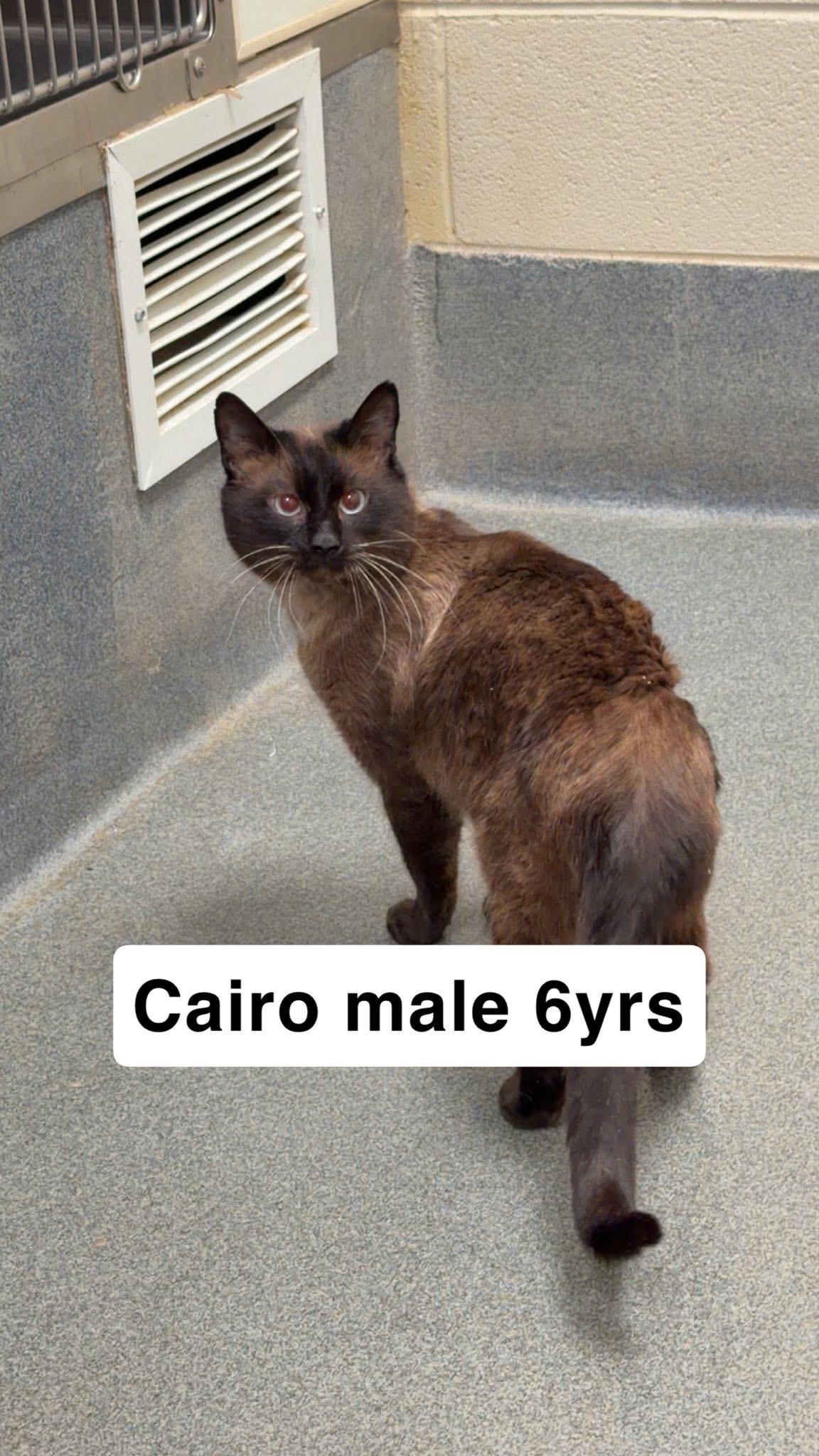 Enlarge Cairo *FIV POSITIVE*, an adopted Siamese in Fredericksburg, VA image 2/2