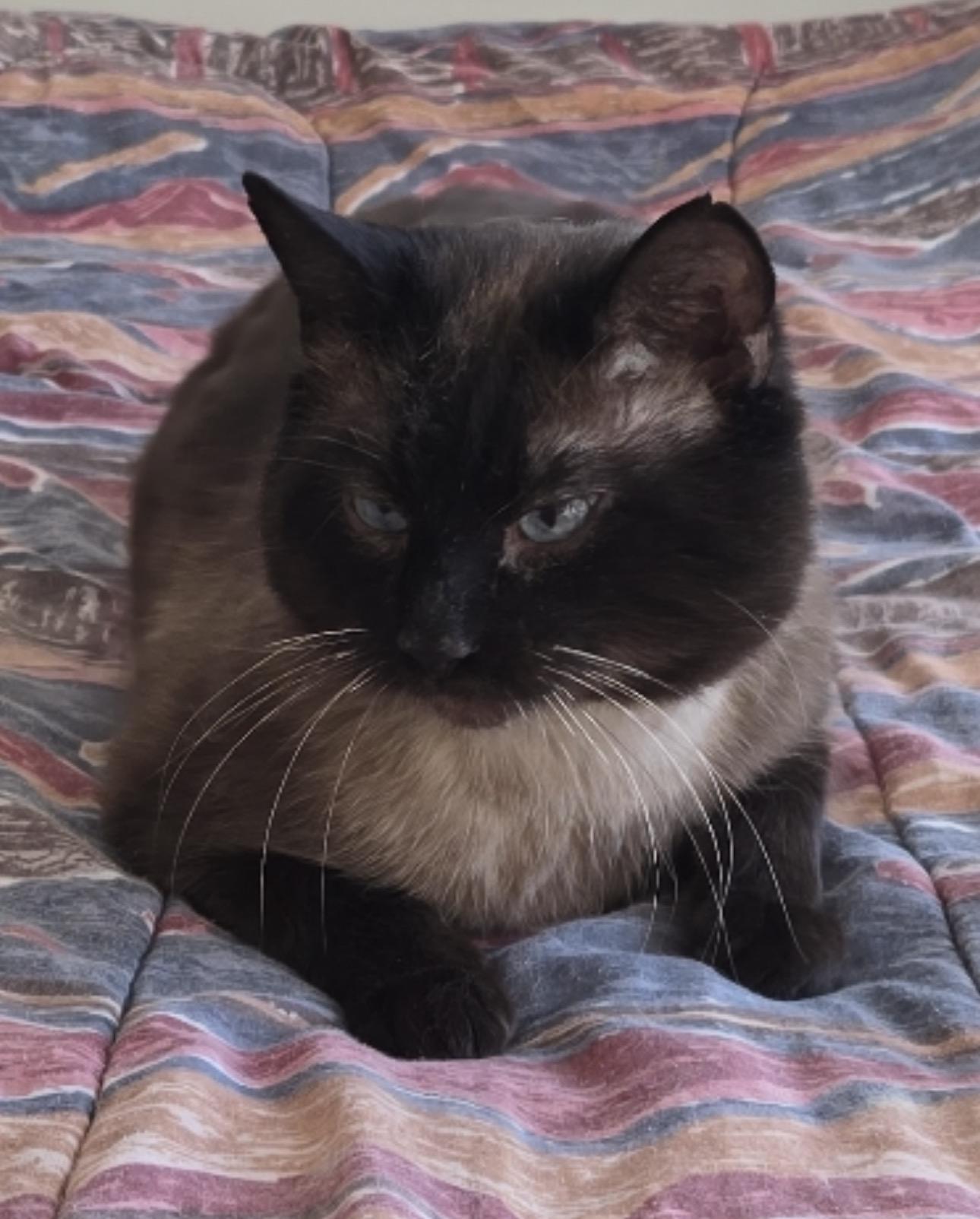 Cairo *FIV POSITIVE*, adopted, Adult Male Siamese.