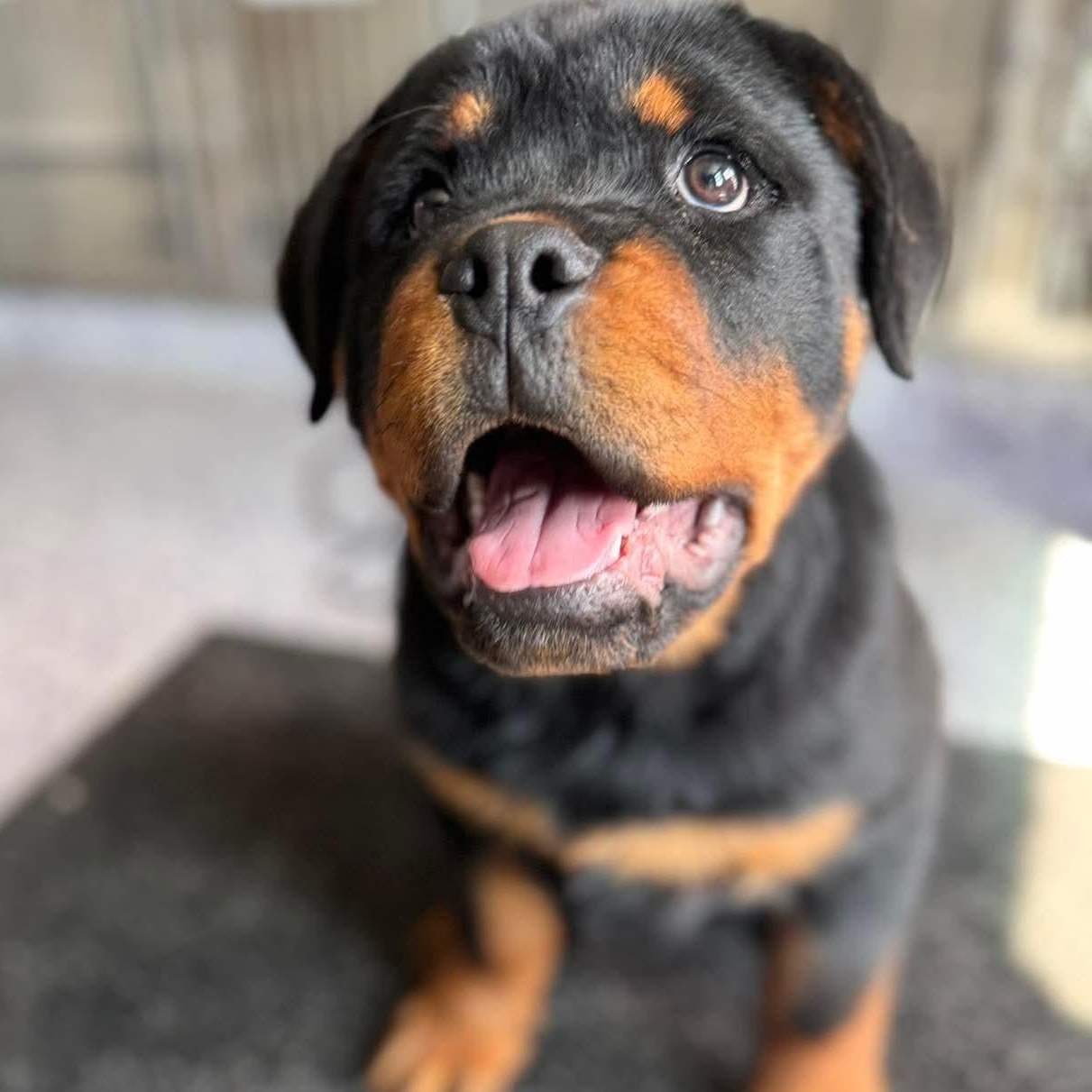 Chimmi, adopted, Puppy Male Rottweiler.