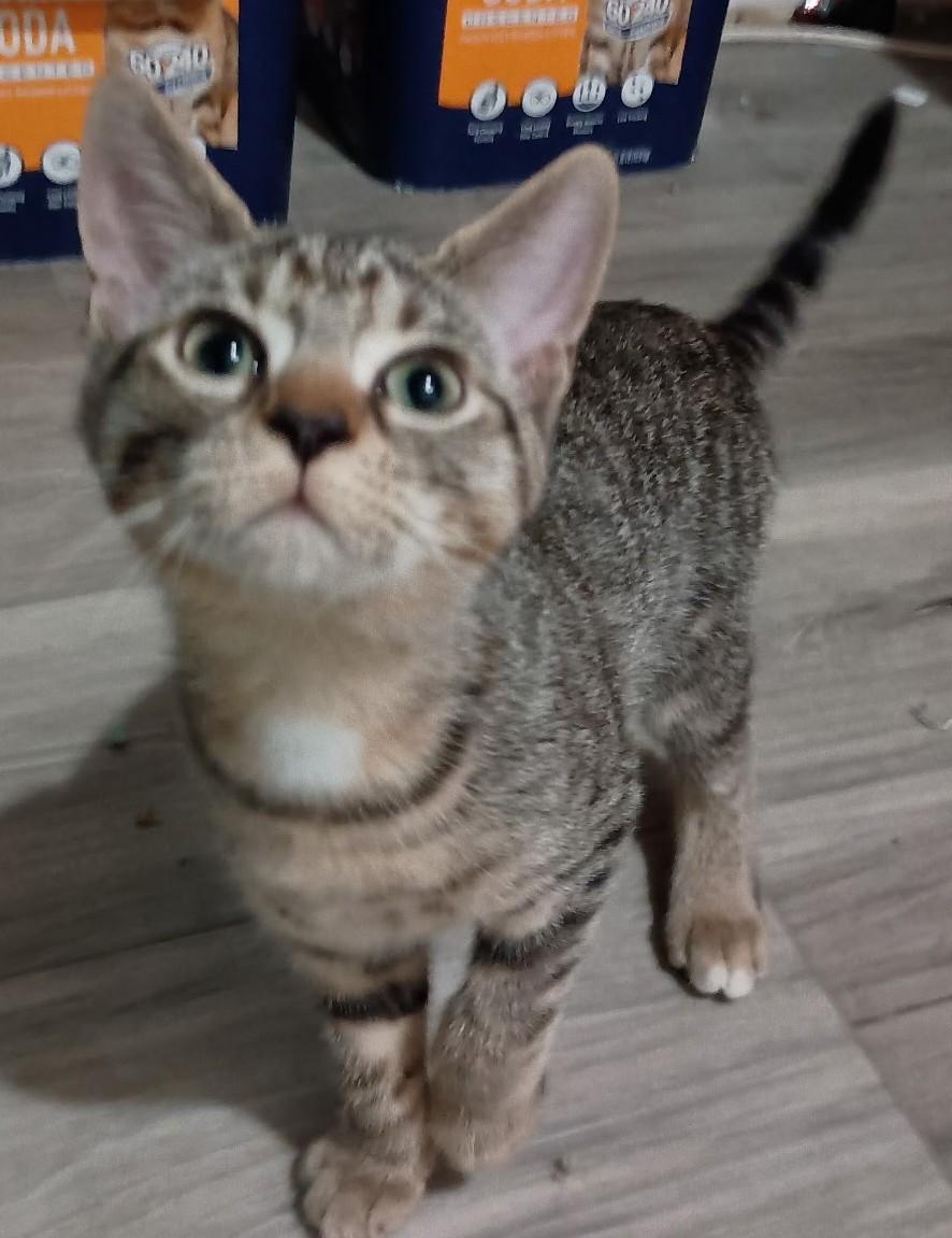Enlarge Sabine26, a Adoptable Domestic Short Hair in Milwaukee, WI image 1/2