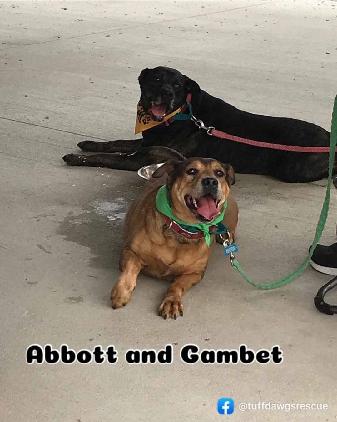 Enlarge Abbott & Gambet - LAFAYETTE, IN, a Adoptable Shepherd in LOWELL, IN image 1/3
