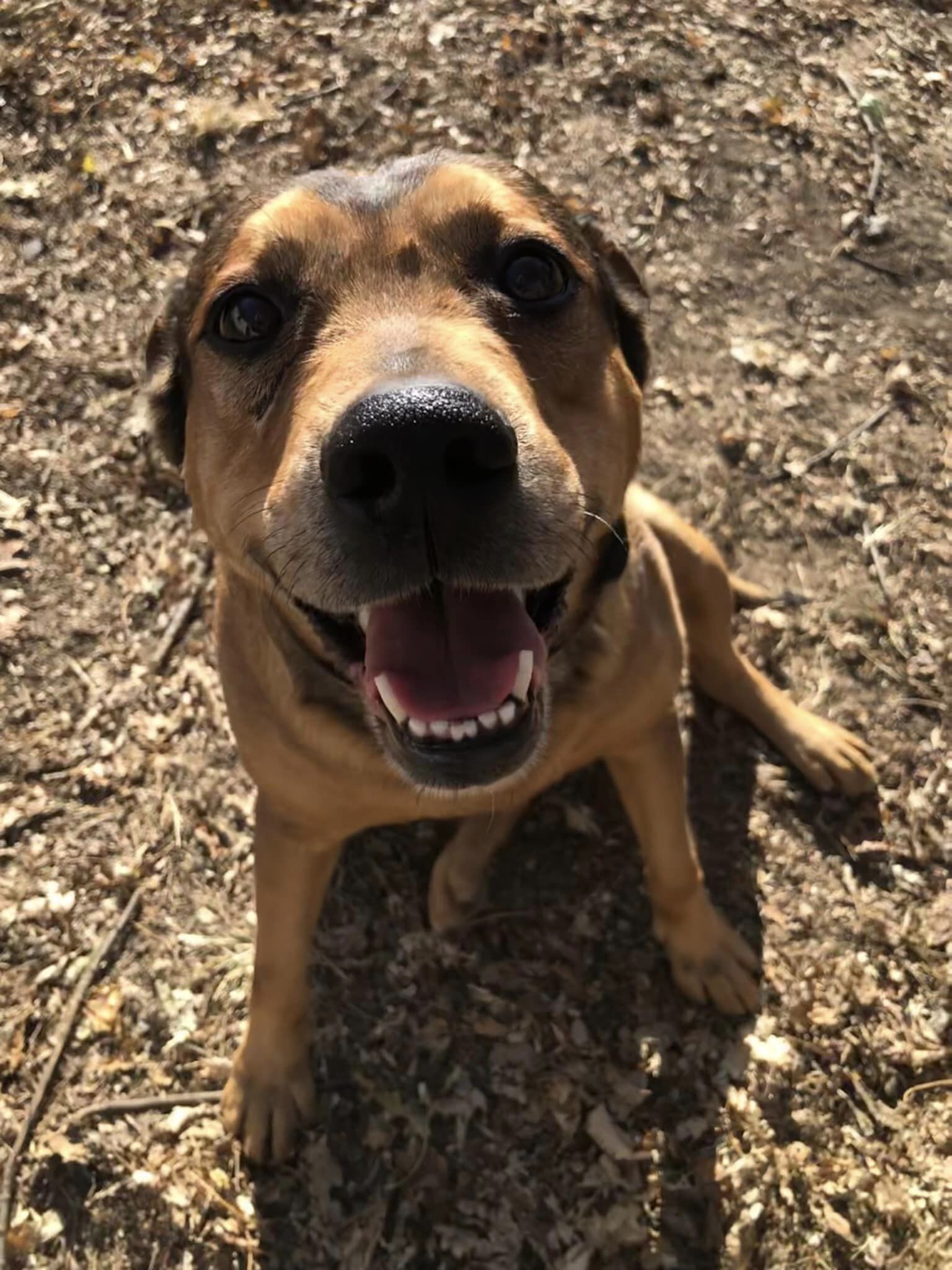 Enlarge Abbott & Gambet - LAFAYETTE, IN, a Adoptable Shepherd in LOWELL, IN image 3/3