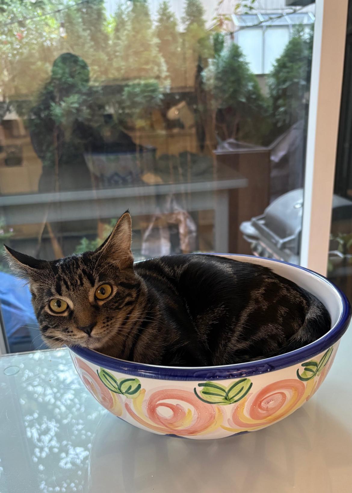 Rave - New Bio*, a Adoptable Tabby in Vancouver, BC image 2/6