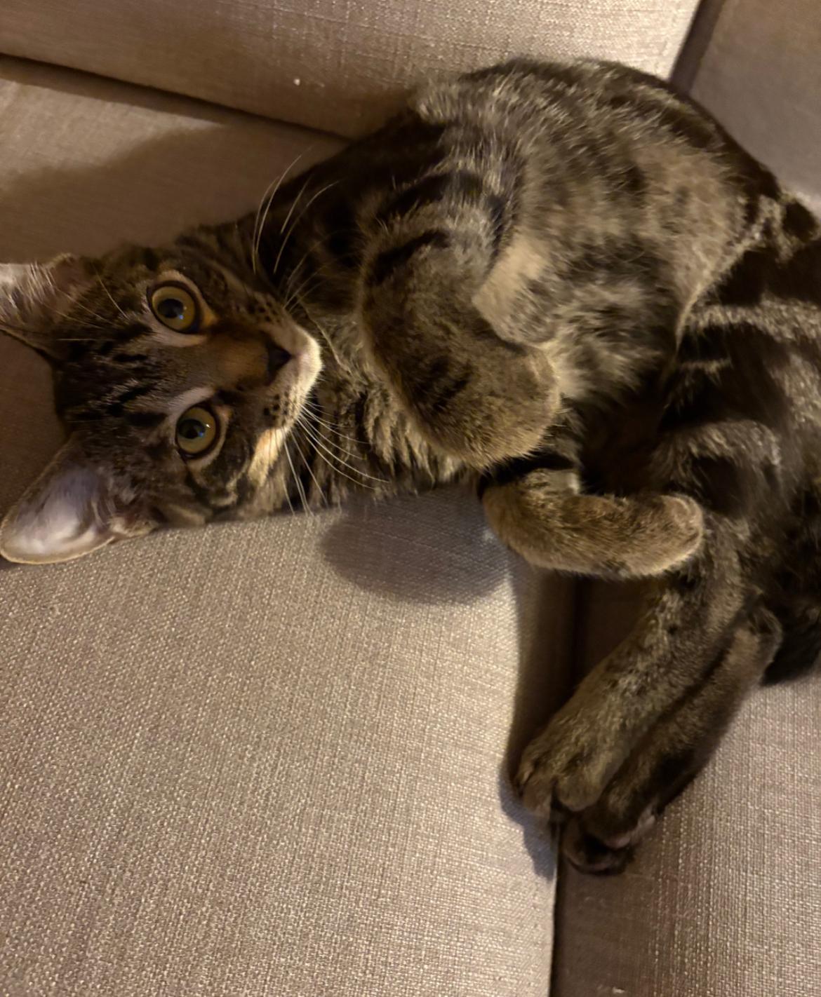 Rave - New Bio*, a Adoptable Tabby in Vancouver, BC image 6/6