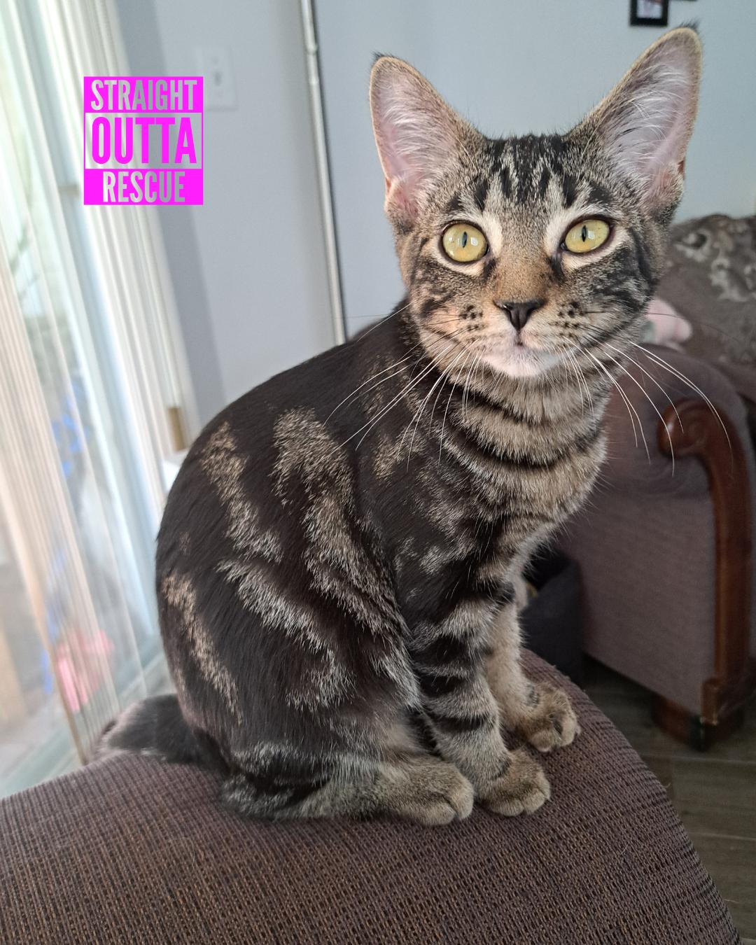 Rave - New Bio*, a Adoptable Tabby in Vancouver, BC image 1/6