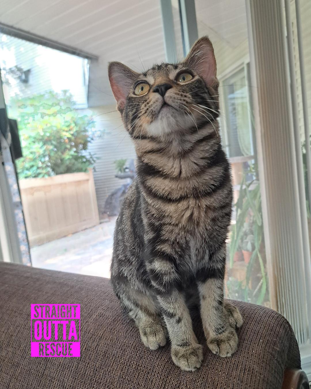 Rave - New Bio*, a Adoptable Tabby in Vancouver, BC image 3/6